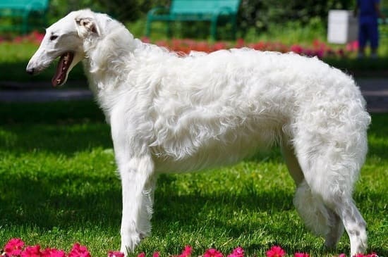 Русская борзая