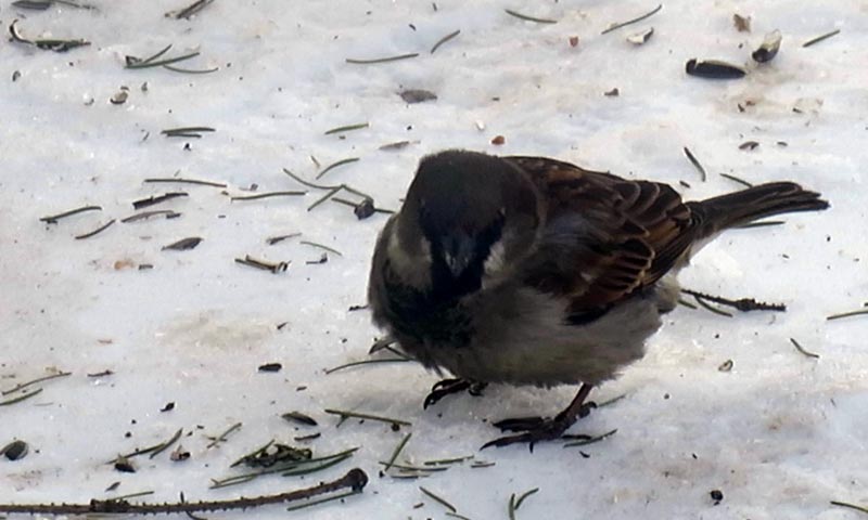 Домовой, полевой воробей и другие виды: сравнение и отличия