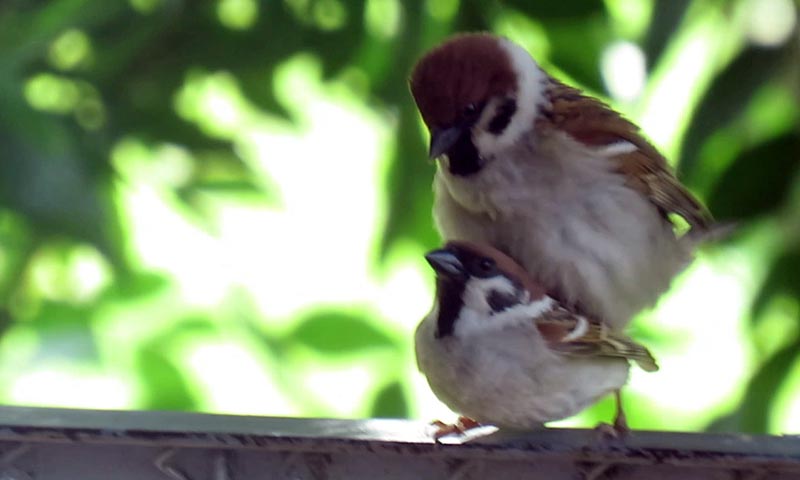 Домовой, полевой воробей и другие виды: сравнение и отличия