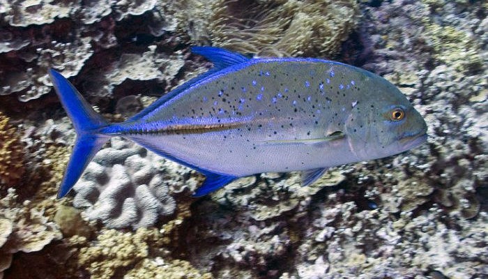 Синеперый каранкс