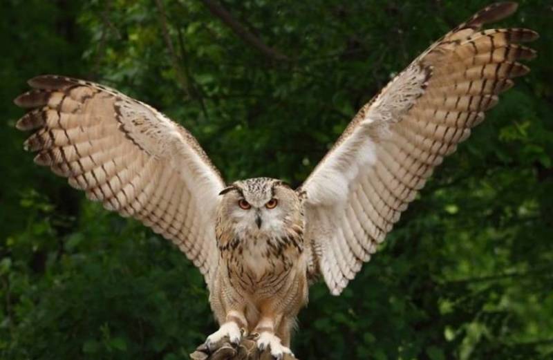 Птица филин - описание, красная книга