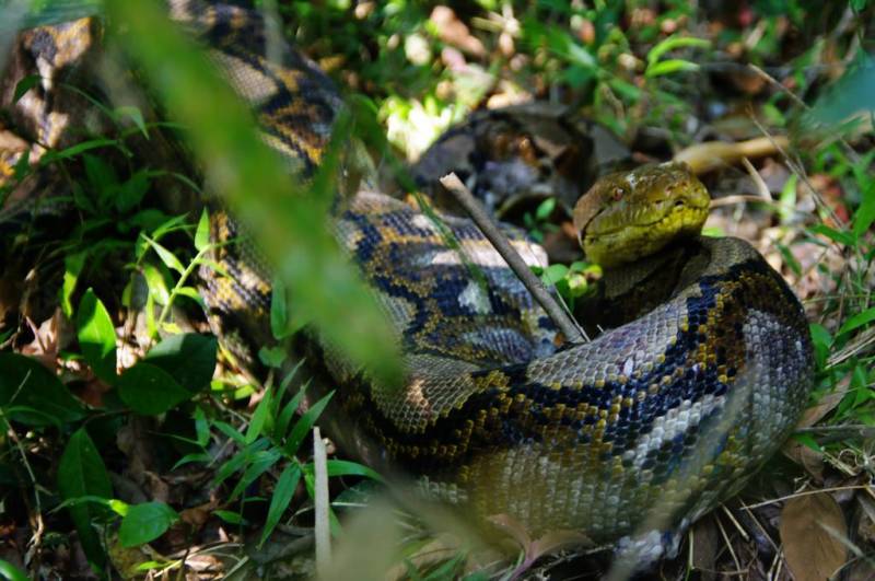 Уж - описание змеи, где обитает, виды, размер, чем питается