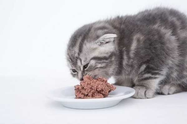 Шотландская вислоухая кошка