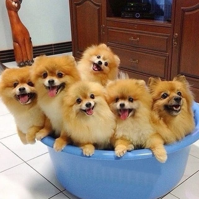 Сколько лет живут шпицы