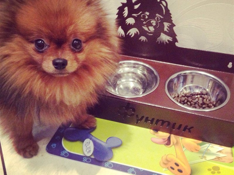 Сколько лет живут шпицы