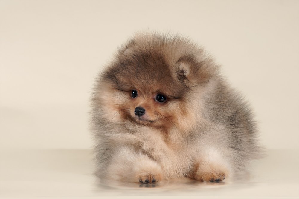 Сколько лет живут шпицы - померанские, мини, немецкие, карликовые, японские