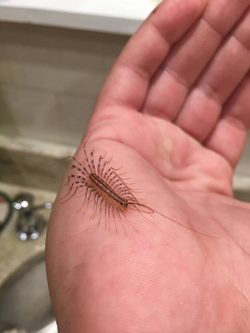 Сколопендра - описание, где обитает, размер, чем питается, укус и опасность для человека