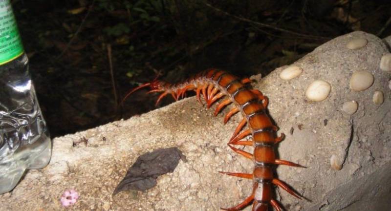Сколопендра - описание, где обитает, размер, чем питается, укус и опасность для человека