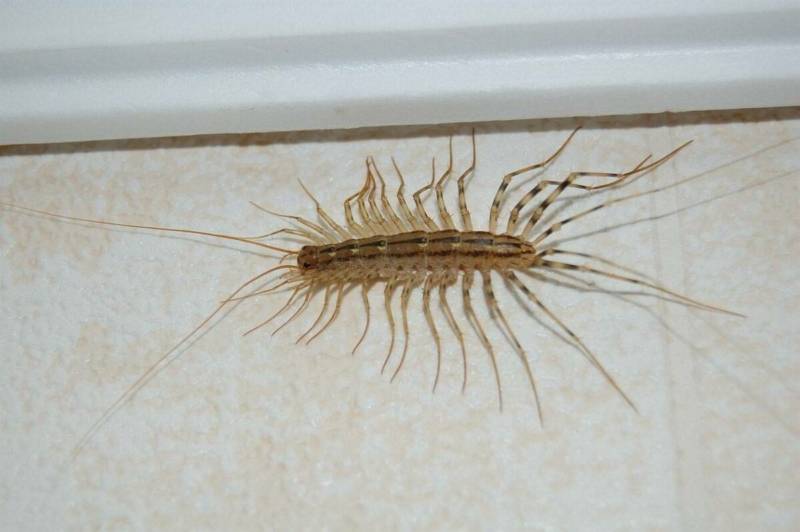 Сколопендра - описание, где обитает, размер, чем питается, укус и опасность для человека