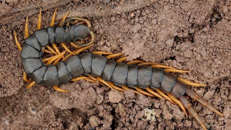Сколопендра - описание, где обитает, размер, чем питается, укус и опасность для человека
