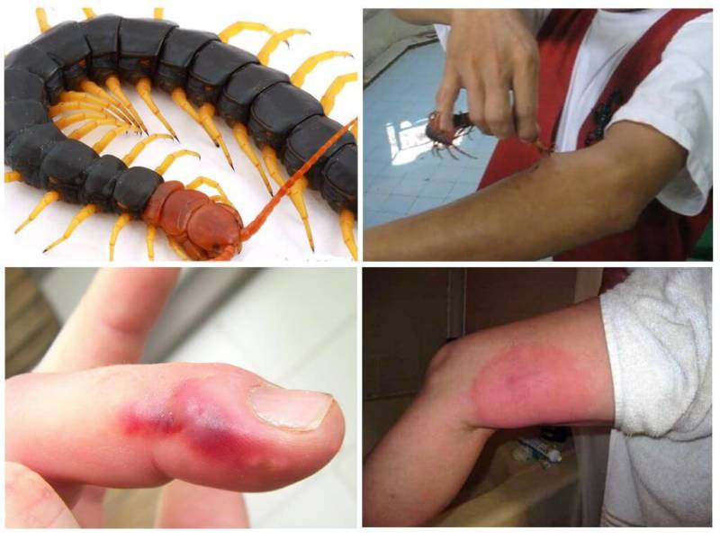 Сколопендра - описание, где обитает, размер, чем питается, укус и опасность для человека