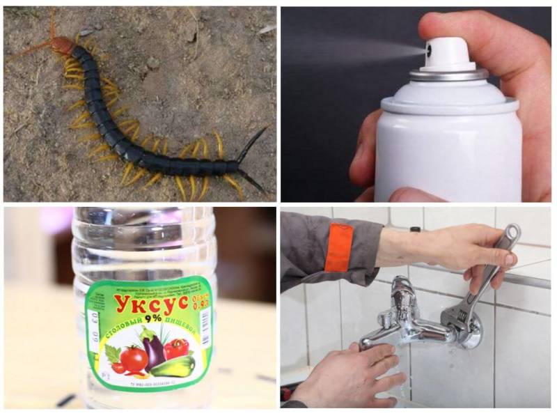 Сколопендра - описание, где обитает, размер, чем питается, укус и опасность для человека