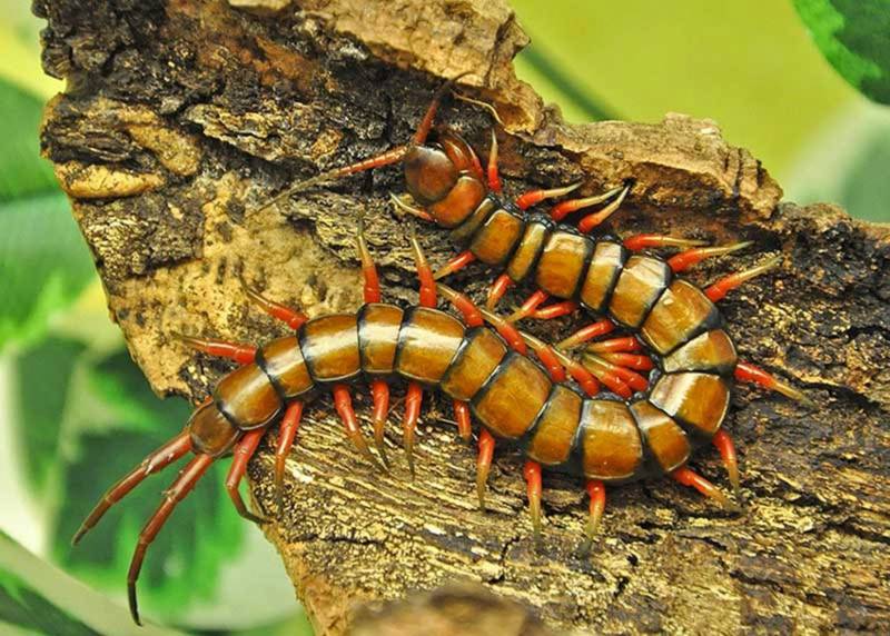 Сколопендра - описание, где обитает, размер, чем питается, укус и опасность для человека