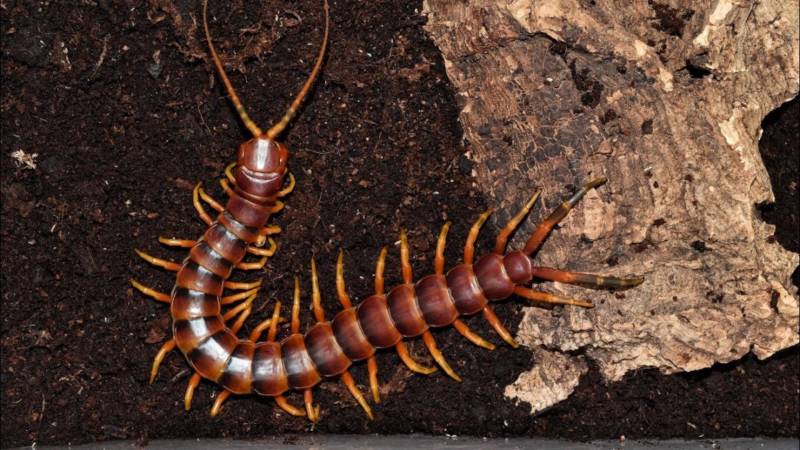 Сколопендра - описание, где обитает, размер, чем питается, укус и опасность для человека