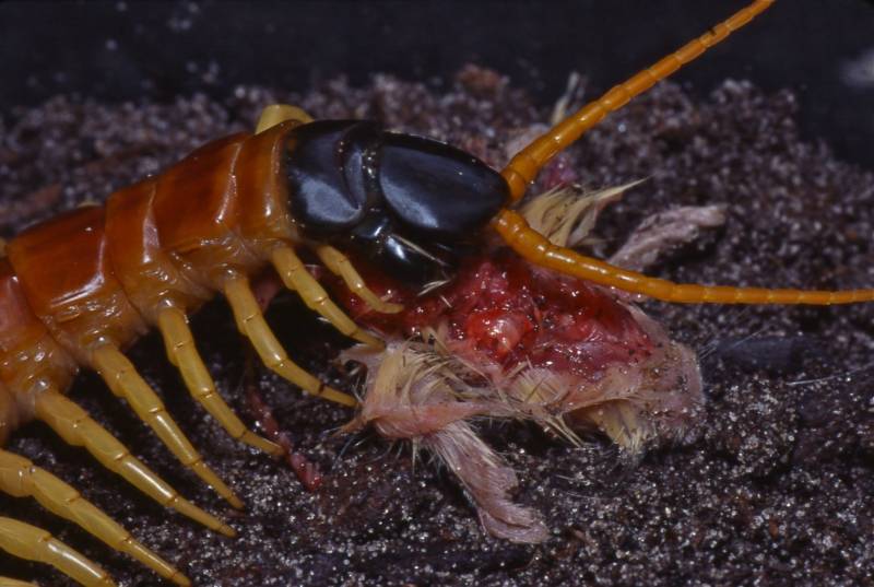 Сколопендра - описание, где обитает, размер, чем питается, укус и опасность для человека