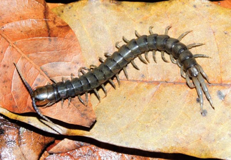 Сколопендра - описание, где обитает, размер, чем питается, укус и опасность для человека