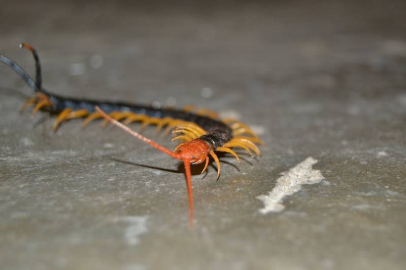 Сколопендра - описание, где обитает, размер, чем питается, укус и опасность для человека