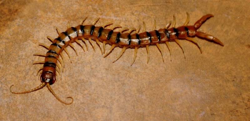 Сколопендра - описание, где обитает, размер, чем питается, укус и опасность для человека