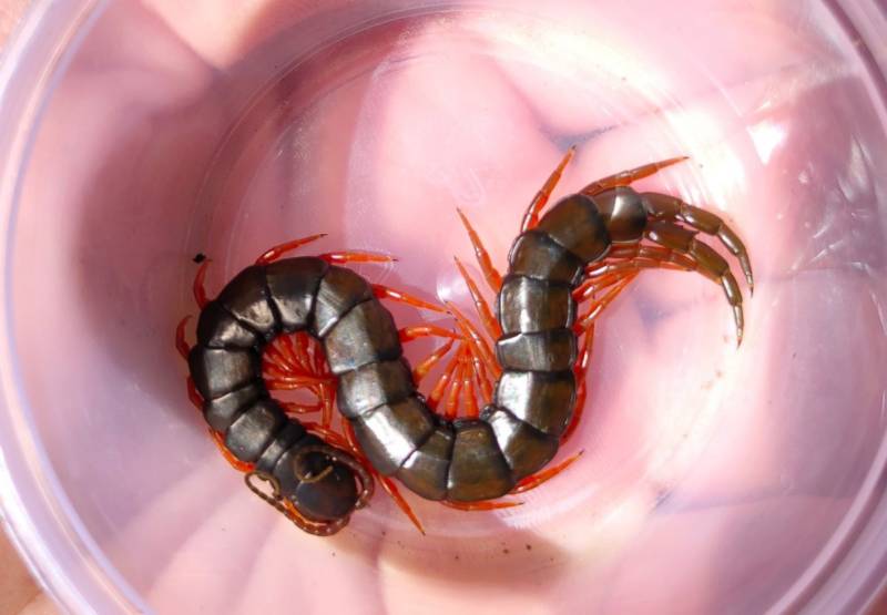 Сколопендра - описание, где обитает, размер, чем питается, укус и опасность для человека