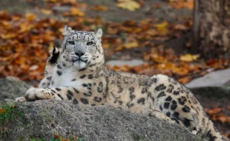 Снежный барс (Ирбис) - описание животного, где обитает, размер, вес, чем питается и Красная книга