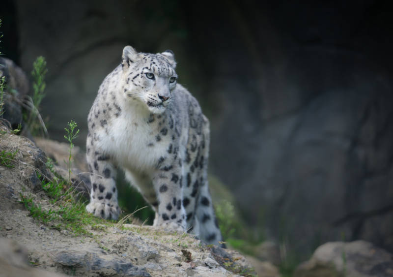 Снежный барс (Ирбис) - описание животного, где обитает, размер, вес, чем питается и Красная книга