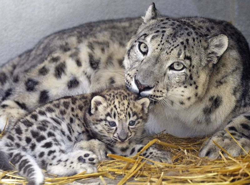 Снежный барс (Ирбис) - описание животного, где обитает, размер, вес, чем питается и Красная книга