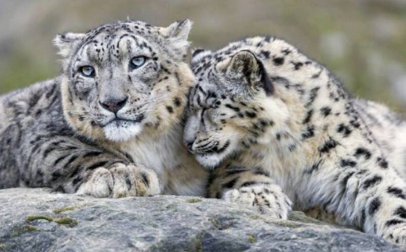 Снежный барс (Ирбис) - описание животного, где обитает, размер, вес, чем питается и Красная книга