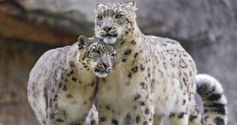 Снежный барс (Ирбис) - описание животного, где обитает, размер, вес, чем питается и Красная книга