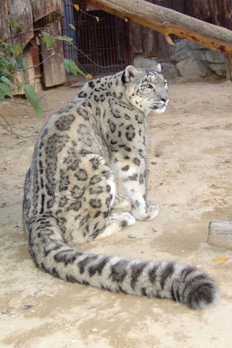 Снежный барс (Ирбис) - описание животного, где обитает, размер, вес, чем питается и Красная книга