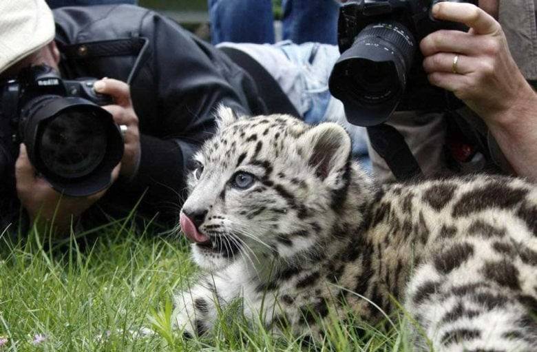 Снежный барс (Ирбис) - описание животного, где обитает, размер, вес, чем питается и Красная книга