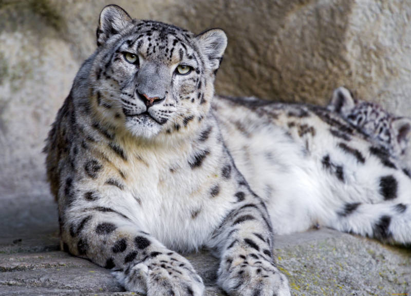 Снежный барс (Ирбис) - описание животного, где обитает, размер, вес, чем питается и Красная книга