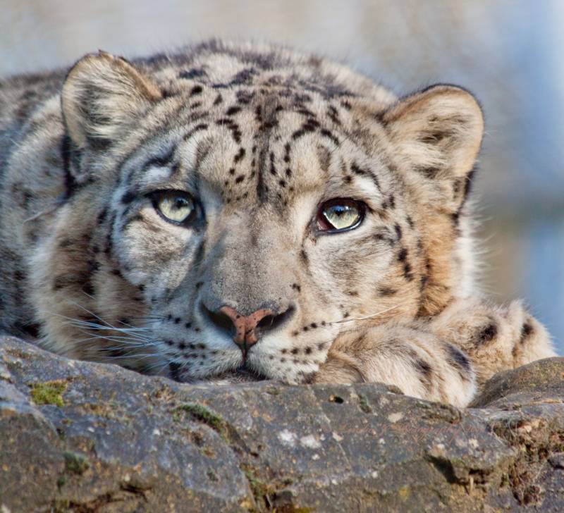 Снежный барс (Ирбис) - описание животного, где обитает, размер, вес, чем питается и Красная книга