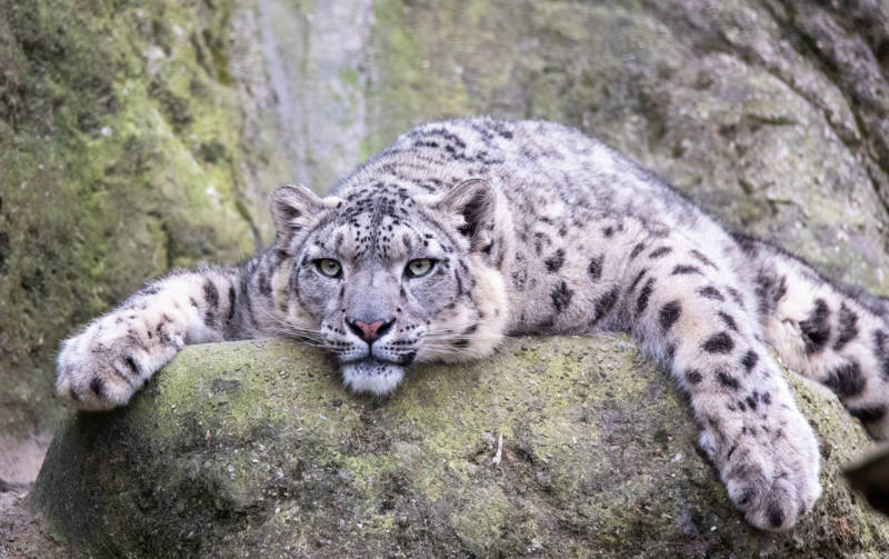 Снежный барс (Ирбис) - описание животного, где обитает, размер, вес, чем питается и Красная книга