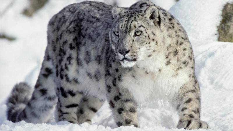 Снежный барс (Ирбис) - описание животного, где обитает, размер, вес, чем питается и Красная книга