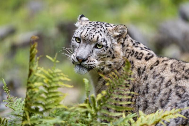 Снежный барс (Ирбис) - описание животного, где обитает, размер, вес, чем питается и Красная книга