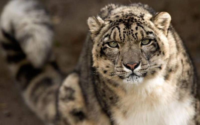 Снежный барс (Ирбис) - описание животного, где обитает, размер, вес, чем питается и Красная книга