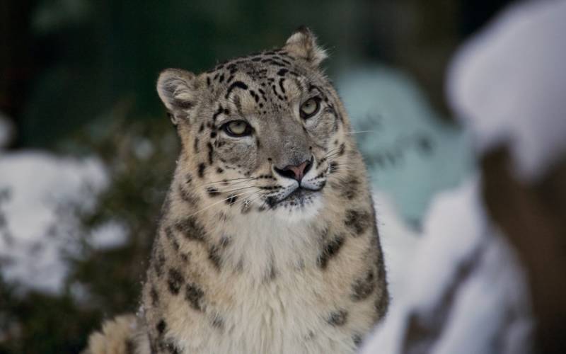 Снежный барс (Ирбис) - описание животного, где обитает, размер, вес, чем питается и Красная книга
