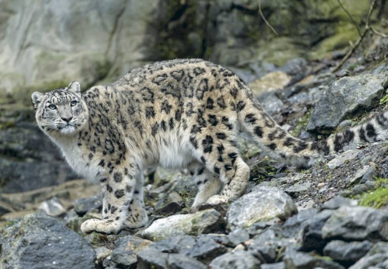 Снежный барс (Ирбис) - описание животного, где обитает, размер, вес, чем питается и Красная книга