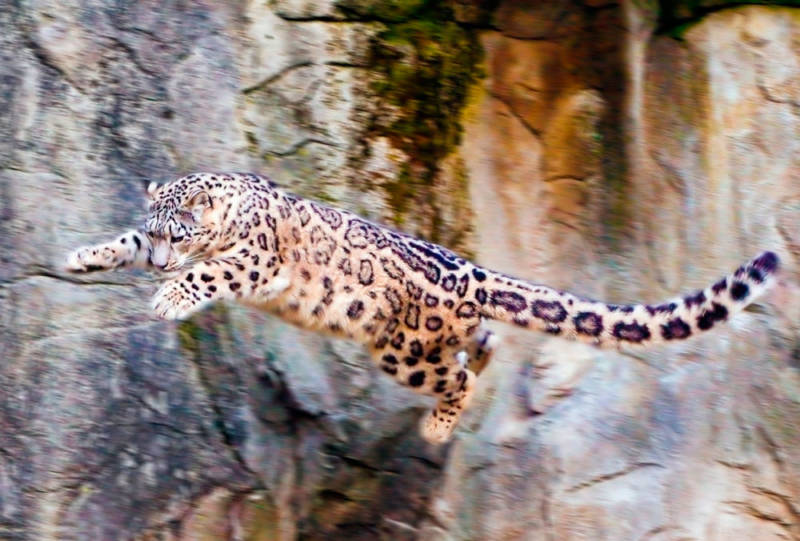 Снежный барс (Ирбис) - описание животного, где обитает, размер, вес, чем питается и Красная книга