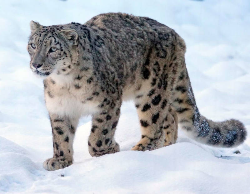 Снежный барс (Ирбис) - описание животного, где обитает, размер, вес, чем питается и Красная книга