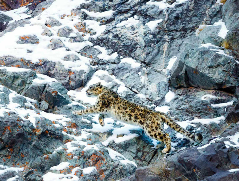 Снежный барс (Ирбис) - описание животного, где обитает, размер, вес, чем питается и Красная книга