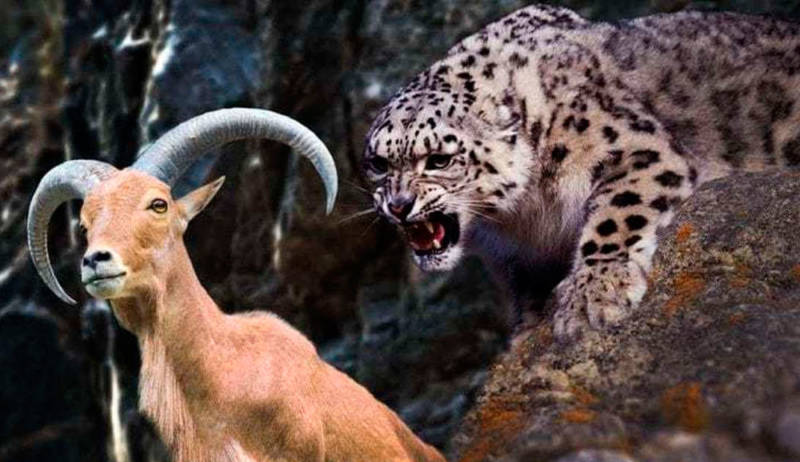 Снежный барс (Ирбис) - описание животного, где обитает, размер, вес, чем питается и Красная книга