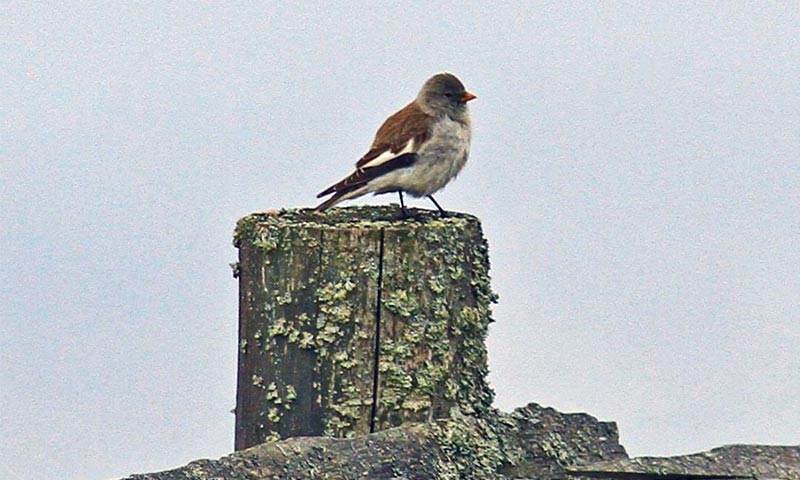 Домовой, полевой воробей и другие виды: сравнение и отличия