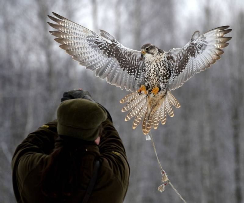 Сокол - описание птицы, где обитает, размер, чем питается