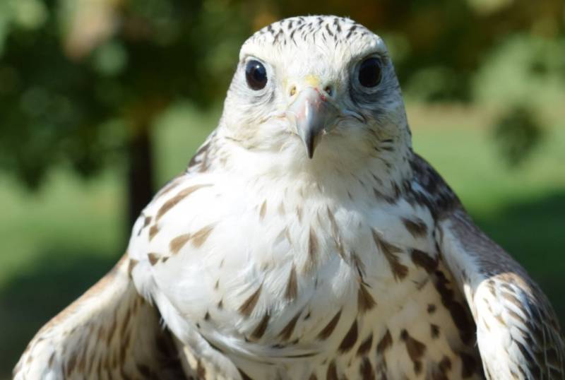 Сокол - описание птицы, где обитает, размер, чем питается