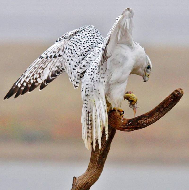 Сокол - описание птицы, где обитает, размер, чем питается