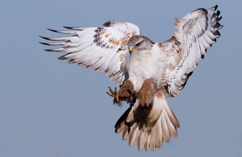 Сокол - описание птицы, где обитает, размер, чем питается