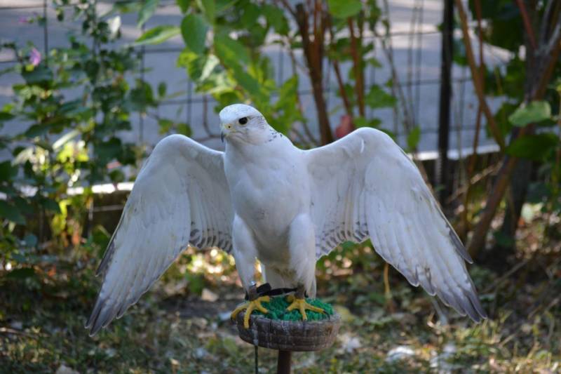 Сокол - описание птицы, где обитает, размер, чем питается