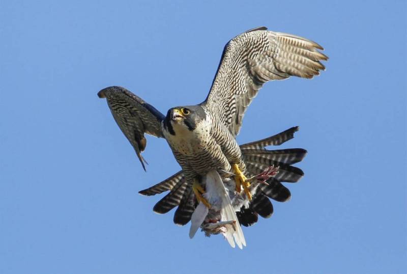 Сокол - описание птицы, где обитает, размер, чем питается