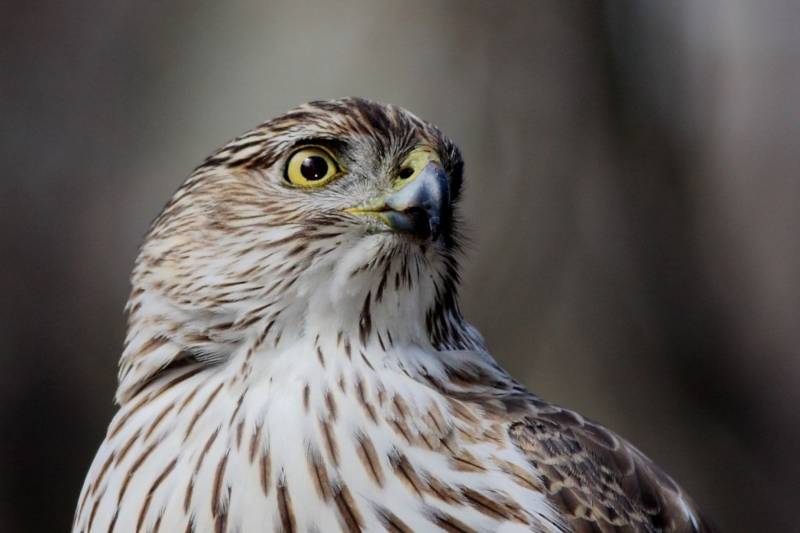 Сокол - описание птицы, где обитает, размер, чем питается
